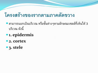 โครงสร้างของรากตามภาคตัดขวาง
 สามารถแยกเป็นบริเวณ หรือชั้นต่างๆตามลักษณะเซลล์ที่เห็นได้ 3

บริเวณ ดังนี้
 1. epidermis
 2. cortex
 3. stele

 