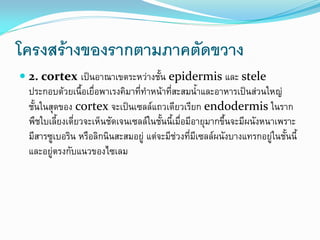 โครงสร้างของรากตามภาคตัดขวาง
 2. cortex เป็นอาณาเขตระหว่างชั้น epidermis และ stele
ประกอบด้วยเนื้อเยื่อพาเรงคิมาที่ทาหน้าที่สะสมน้าและอาหารเป็นส่วนใหญ่

ชั้นในสุดของ cortex จะเป็นเซลล์แถวเดียวเรียก endodermis ในราก
พืชใบเลี้ยงเดี่ยวจะเห็นชัดเจนเซลล์ในชั้นนี้เมื่อมีอายุมากขึ้นจะมีผนังหนาเพราะ
มีสารซูเบอริน หรือลิกนินสะสมอยู่ แต่จะมีช่วงที่มีเซลล์ผนังบางแทรกอยู่ในชั้นนี้
และอยู่ตรงกับแนวของไซเลม

 