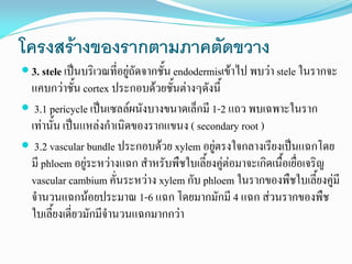 โครงสร้างของรากตามภาคตัดขวาง
 3. stele เป็นบริเวณที่อยู่ถัดจากชั้น endodermisเข้าไป พบว่า stele ในรากจะ

แคบกว่าชั้น cortex ประกอบด้วยชั้นต่างๆดังนี้
 3.1 pericycle เป็นเซลล์ผนังบางขนาดเล็กมี 1-2 แถว พบเฉพาะในราก
เท่านั้น เป็นแหล่งกาเนิดของรากแขนง ( secondary root )
 3.2 vascular bundle ประกอบด้วย xylem อยู่ตรงใจกลางเรียงเป็นแฉกโดย
มี phloem อยู่ระหว่างแฉก สาหรับพืชใบเลี้ยงคู่ต่อมาจะเกิดเนื้อเยื่อเจริญ
vascular cambium คั่นระหว่าง xylem กับ phloem ในรากของพืชใบเลี้ยงคู่มี
จานวนแฉกน้อยประมาณ 1-6 แฉก โดยมากมักมี 4 แฉก ส่วนรากของพืช
ใบเลี้ยงเดี่ยวมักมีจานวนแฉกมากกว่า

 