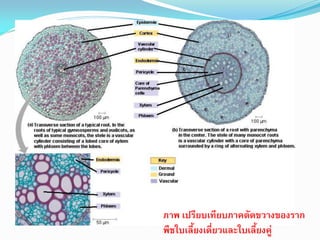โครงสร้างของรากตามภาคตัดขวาง

ภาพ เปรียบเทียบภาคตัดขวางของราก
พืชใบเลี้ยงเดี่ยวและใบเลี้ยงคู่

 
