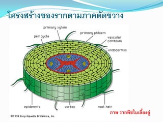 โครงสร้างของรากตามภาคตัดขวาง

ภาพ รากพืชใบเลี้ยงคู่

 