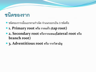 ชนิดของราก
 ชนิดของรากเมื่อแยกตามกาเนิด จาแนกออกเป็น 3 ชนิดคือ
 1. Primary root หรือ รากแก้ว (tap root)

 2. Secondary root หรือรากแขนง(lateral root หรือ
branch root)
 3. Adventitious root หรือ รากวิสามัญ

 