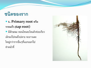 ชนิดของราก
 1. Primary root หรือ

รากแก้ว (tap root)
 มีลักษณะ ตอนโคนจะโตแล้วค่อยเรียว
เล็กลงไปจนถึงปลาย จะยาวและ
ใหญ่กว่ารากอื่นๆที่แยกออกไป
ทาหน้าที่

 