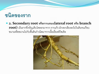 ชนิดของราก
 2. Secondary root หรือรากแขนง(lateral root หรือ branch

root) เป็นรากที่เจริญเติบโตออกมาจาก รากแก้ว มักงอกเอียงลงไปในดินจนเกือบ
ขนานหรือขนานไปกับพืนดินก้าเนิดมาจากเนือเยื่อเพริไซเคิล

 