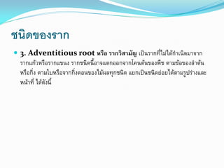 ชนิดของราก
 3. Adventitious root หรือ รากวิสามัญ เป็นรากที่ไม่ได้กาเนิดมาจาก

รากแก้วหรือรากแขนง รากชนิดนี้อาจแตกออกจากโคนต้นของพืช ตามข้อของลาต้น
หรือกิ่ง ตามใบหรือจากกิ่งตอนของไม้ผลทุกชนิด แยกเป็นชนิดย่อยได้ตามรูปร่างและ
หน้าที่ ได้ดังนี้

 