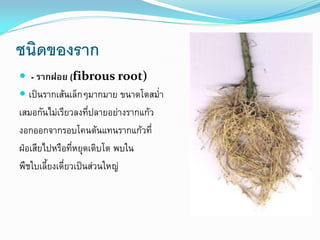 ชนิดของราก
 - รากฝอย (fibrous root)
 เป็นรากเส้นเล็กๆมากมาย ขนาดโตสม่า

เสมอกันไม่เรียวลงที่ปลายอย่างรากแก้ว
งอกออกจากรอบโคนต้นแทนรากแก้วที่
ฝ่อเสียไปหรือที่หยุดเติบโต พบใน
พืชใบเลี้ยงเดี่ยวเป็นส่วนใหญ่

 