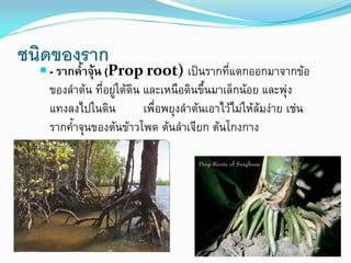 ชนิดของราก

 - รากค้าจุ้น (Prop root) เป็นรากที่แตกออกมาจากข้อ

ของลาต้น ที่อยู่ใต้ดิน และเหนือดินขึ้นมาเล็กน้อย และพุ่ง
แทงลงไปในดิน
เพื่อพยุงลาต้นเอาไว้ไม่ให้ล้มง่าย เช่น
รากค้าจุนของต้นข้าวโพด ต้นลาเจียก ต้นโกงกาง

 