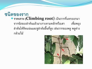 ชนิดของราก

 รากเกาะ (Climbing root) เป็นรากที่แตกออกมา

จากข้อของลาต้นแล้วมาเกาะตามหลักหรือเสา
เพื่อพยุง
ลาต้นให้ติดแน่นและชูลาต้นขึ้นที่สูง เช่นรากของพลู พลูด่าง
กล้วยไม้

 