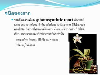 ชนิดของราก
 รากสังเคราะห์แสง (photosynthtic root) เป็นรากที่
แตกออกมาจากข้อของลาต้น แล้วห้อยลงมาในอากาศ มีสีเขียวของ

คลอโรฟิลเป็นรากที่ทาหน้าที่สังเคราะห์แสง เช่น รากกล้วยไม้ที่มีสี
เขียวเฉพาะรากอ่อน หรือปลายรากที่แก่เท่านั้น
รากของไทร โกงกาง มีสีเขียวเฉพาะตรง
ที่ห้อยอยู่ในอากาศ

 