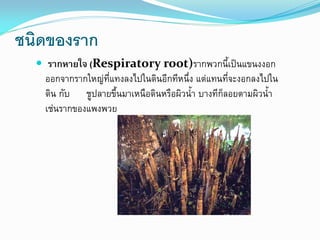 ชนิดของราก
 รากหายใจ (Respiratory root)รากพวกนี้เป็นแขนงงอก
ออกจากรากใหญ่ที่แทงลงไปในดินอีกทีหนึ่ง แต่แทนที่จะงอกลงไปใน

ดิน กับ ชูปลายขึ้นมาเหนือดินหรือผิวน้า บางทีก็ลอยตามผิวน้า
เช่นรากของแพงพวย

 