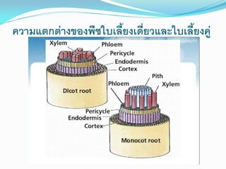 ความแตกต่างของพืชใบเลี้ยงเดี่ยวและใบเลี้ยงคู่

 