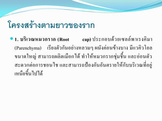 โครงสร้างตามยาวของราก
cap) ประกอบด้ ว ยเซลล์ พ าเรงคิ ม า
(Parenchyma) เรียงตัวกันอย่างหลวมๆ ผนังค่อนข้างบาง มีแวคิวโอล
ขนาดใหญ่ สามารถผลิตเมือกได้ ทาให้ห มวกรากชุ่มชื้น และอ่อนตัว
สะดวกต่อการชอนไช และสามารถป้องกันอันตรายให้กับบริเวณที่อยู่
เหนือขึ้นไปได้

 1. บริ เ วณหมวกราก (Root

 