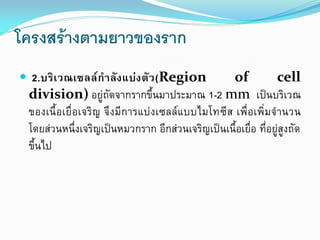 โครงสร้างตามยาวของราก
 2.บริ เ วณเซลล์ กาลั ง แบ่ ง ตั ว (Region

of
cell
division) อยู่ถัดจากรากขึ้นมาประมาณ 1-2 mm เป็นบริเวณ
ของเนื้อเยื่อเจริญ จึงมีการแบ่งเซลล์แบบไมโทซีส เพื่อเพิ่มจานวน
โดยส่วนหนึ่งเจริญเป็นหมวกราก อีกส่วนเจริญเป็นเนื้อเยื่อ ที่อยู่สูงถัด
ขึ้นไป

 