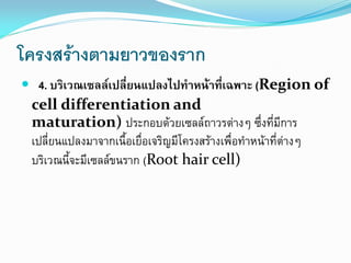โครงสร้างตามยาวของราก
 4. บริเวณเซลล์เปลี่ยนแปลงไปทาหน้าที่เฉพาะ (Region of

cell differentiation and
maturation) ประกอบด้วยเซลล์ถาวรต่างๆ ซึ่งที่มีการ
เปลี่ยนแปลงมาจากเนื้อเยื่อเจริญมีโครงสร้างเพื่อทาหน้าที่ต่างๆ
บริเวณนี้จะมีเซลล์ขนราก (Root hair cell)

 