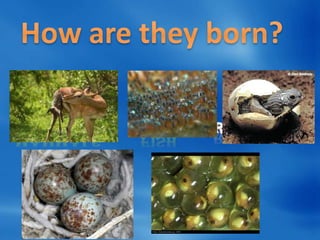 They are
born live

They lay
eggs

They lay
eggs

They lay
eggs

They lay
eggs

 