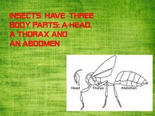 Insects | PPTX