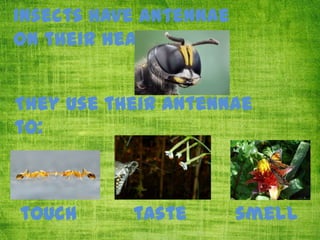 Insects have antennae
on their heads

They use their antennae
to:

touch

taste

smell

 