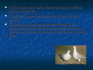  Turtle Doves are birds that are found in Africa,Turtle Doves are birds that are found in Africa,
Europe and Asia.Europe and Asia.
 TheyThey livelive in open woodland and feed on thein open woodland and feed on the
ground.ground.
 Turtle Doves are under threat because theTurtle Doves are under threat because the
weeds and shoots that they eat have becomeweeds and shoots that they eat have become
scarce, and because people have been shootingscarce, and because people have been shooting
them.them.
 