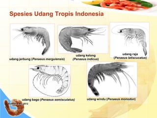 Spesies Udang Tropis Indonesia
Sumber: FAO, 2012
udang bago (Penaeus semisculatus) udang windu (Penaeus monodon)
udang kelong
(Penaeus indicus)
udang raja
(Penaeus latiscucatus)udang jerbung (Penaeus merguiensis)
 
