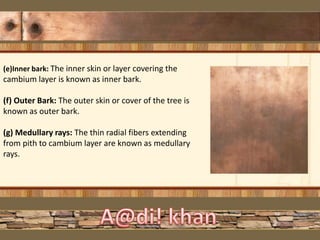 (e)Inner bark: The inner skin or layer covering the
cambium layer is known as inner bark.
(f) Outer Bark: The outer skin or cover of the tree is
known as outer bark.
(g) Medullary rays: The thin radial fibers extending
from pith to cambium layer are known as medullary
rays.
 