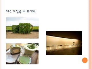 제주 오설록 티 뮤지엄
 