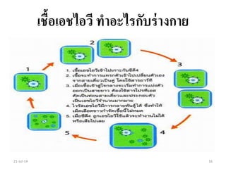 เชื้อเอชไอวี ทาอะไรกับร่างกาย
21-Jul-14 16
 