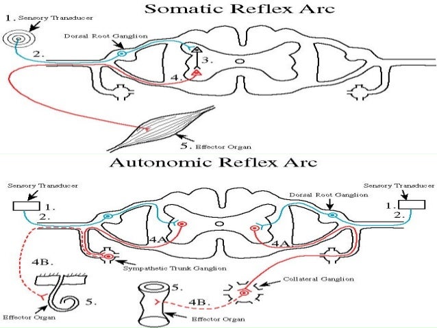 autonomic nervous system Ppt