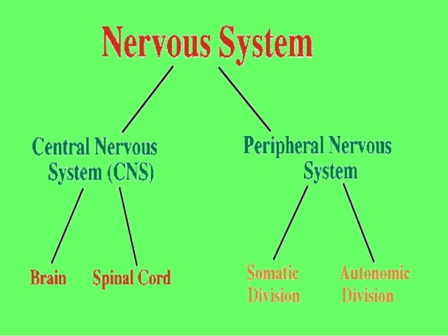 nervous system powerpoint