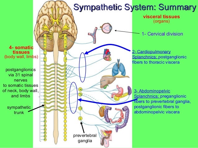 autonomic nervous system Ppt