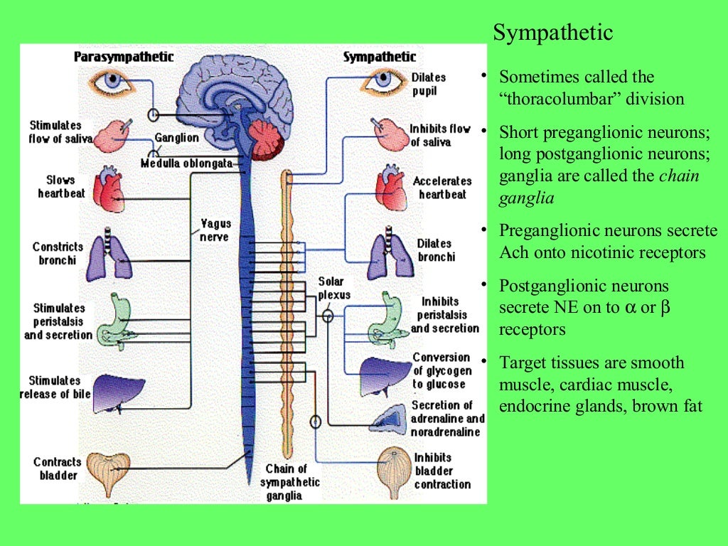Autonomic Nervous System Ppt
