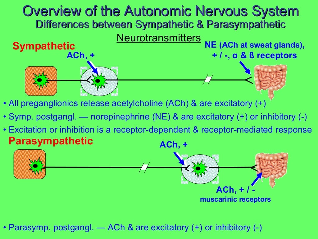 autonomic nervous system Ppt