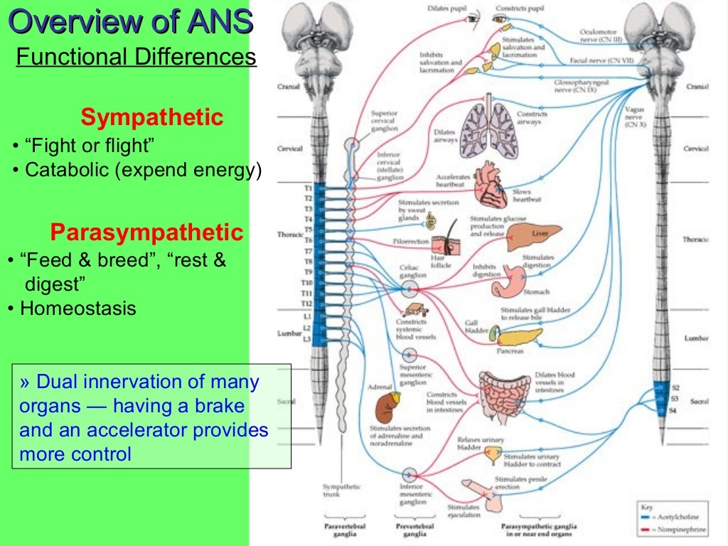 Autonomic Nervous System Ppt