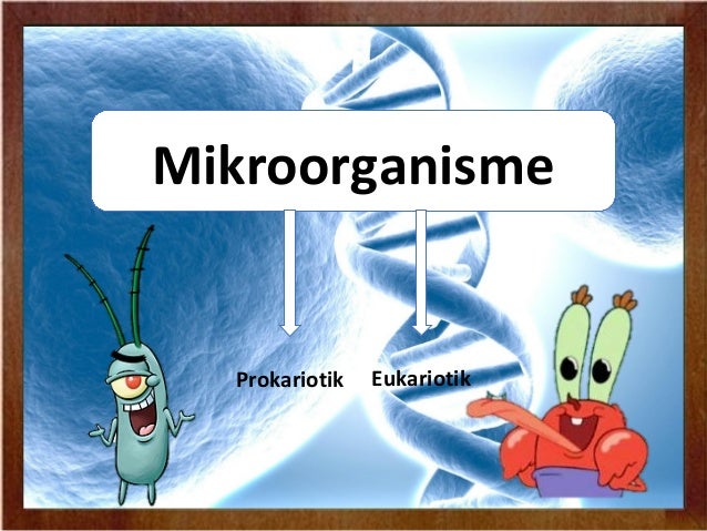Mikrobiologi: Lisosom