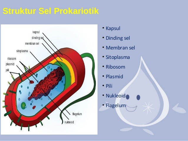 Gambarkan Struktur Sel Prokariotik  Dan Sel Eukariotik 