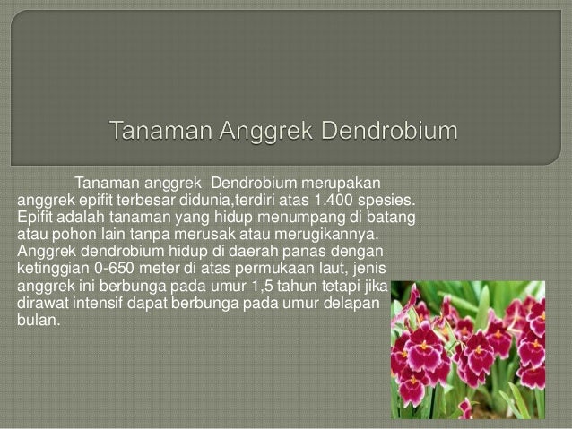 Aneka Tanaman Hias