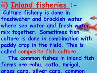 ii) Inland fisheries :- 
Culture fishery is done in 
freshwater and brackish water 
where sea water and fresh water 
mix together. Sometimes fish 
culture is done in combination with 
paddy crop in the field. This is 
called composite fish culture. 
The common fishes in inland fish 
farms are rohu, catla, mrigal, 
grass carp, silver carp, common 
 