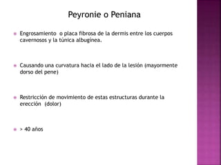  Engrosamiento o placa fibrosa de la dermis entre los cuerpos 
cavernosos y la túnica albugínea. 
 Causando una curvatura hacia el lado de la lesión (mayormente 
dorso del pene) 
 Restricción de movimiento de estas estructuras durante la 
erección (dolor) 
 > 40 años 
Peyronie o Peniana 
 