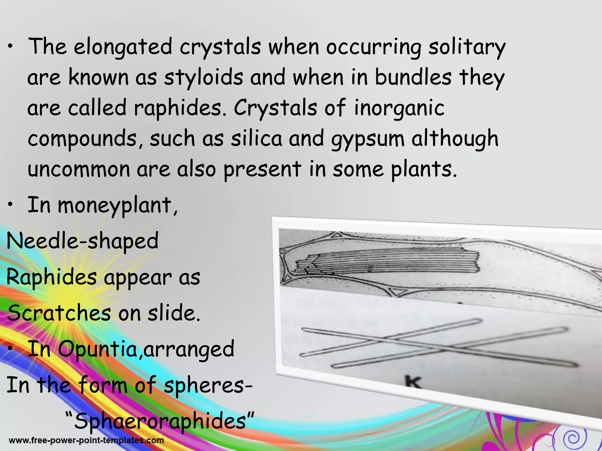 • The elongated crystals when occurring solitary 
are known as styloids and when in bundles they 
are called raphides. Crystals of inorganic 
compounds, such as silica and gypsum although 
uncommon are also present in some plants. 
• In moneyplant, 
Needle-shaped 
Raphides appear as 
Scratches on slide. 
• In Opuntia,arranged 
In the form of spheres- 
“Sphaeroraphides” 
 