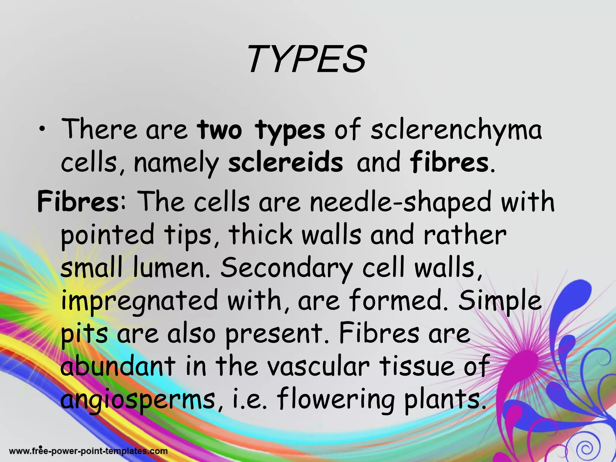 TYPES 
• There are two types of sclerenchyma 
cells, namely sclereids and fibres. 
Fibres: The cells are needle-shaped with 
pointed tips, thick walls and rather 
small lumen. Secondary cell walls, 
impregnated with, are formed. Simple 
pits are also present. Fibres are 
abundant in the vascular tissue of 
angiosperms, i.e. flowering plants. 
. 
 
