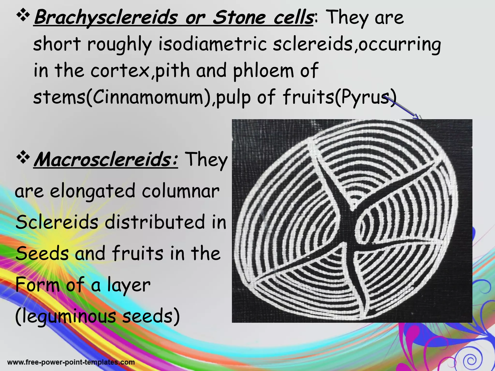Brachysclereids or Stone cells: They are 
short roughly isodiametric sclereids,occurring 
in the cortex,pith and phloem of 
stems(Cinnamomum),pulp of fruits(Pyrus) 
Macrosclereids: They 
are elongated columnar 
Sclereids distributed in 
Seeds and fruits in the 
Form of a layer 
(leguminous seeds) 
 