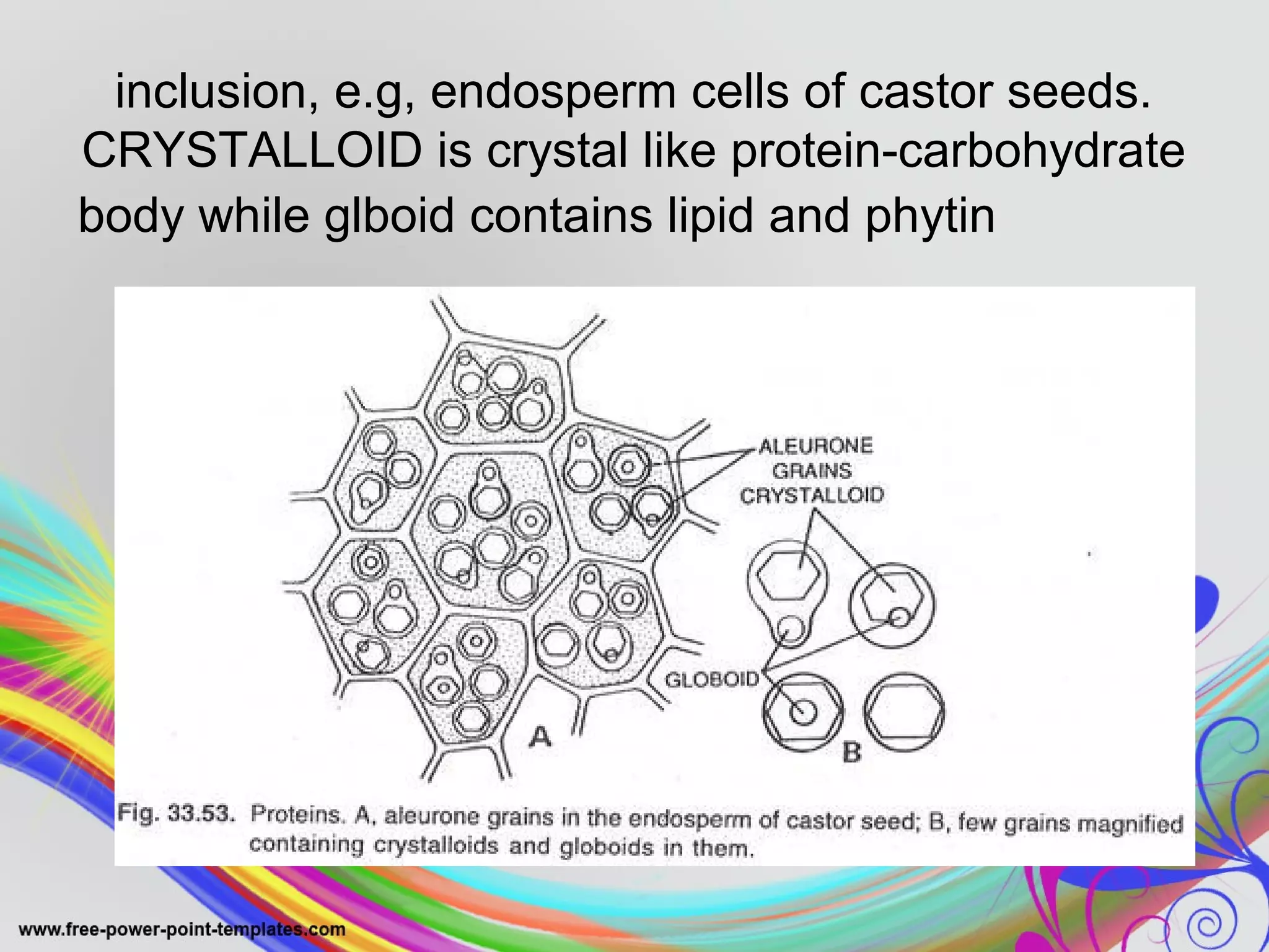inclusion, e.g, endosperm cells of castor seeds. 
CRYSTALLOID is crystal like protein-carbohydrate 
body while glboid contains lipid and phytin 
 