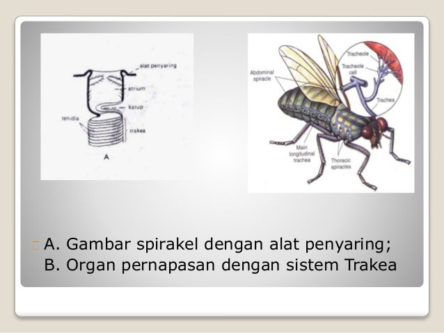 Ppt Fisiologi Hewan