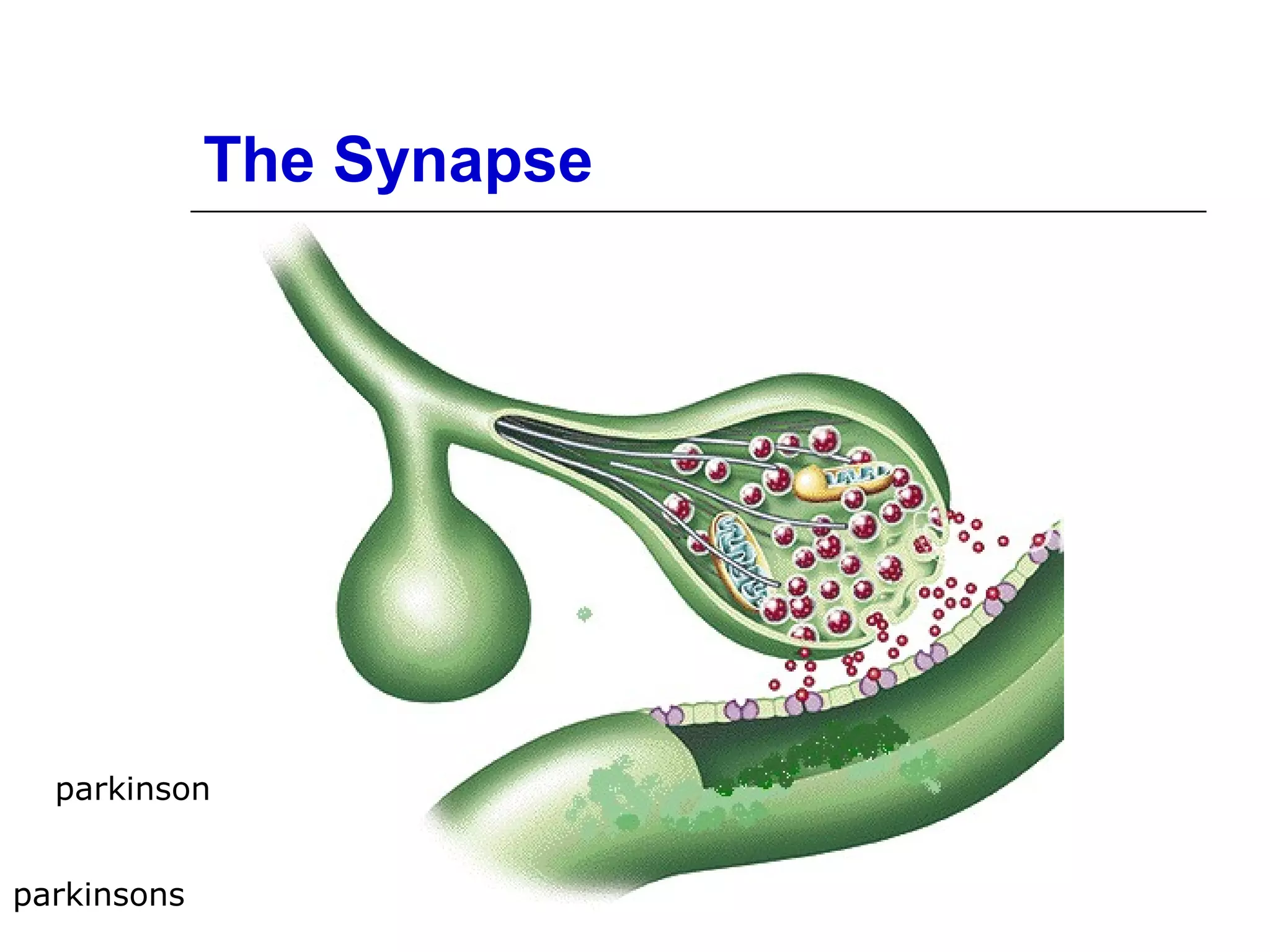 The Synapse
parkinsons
parkinson
 