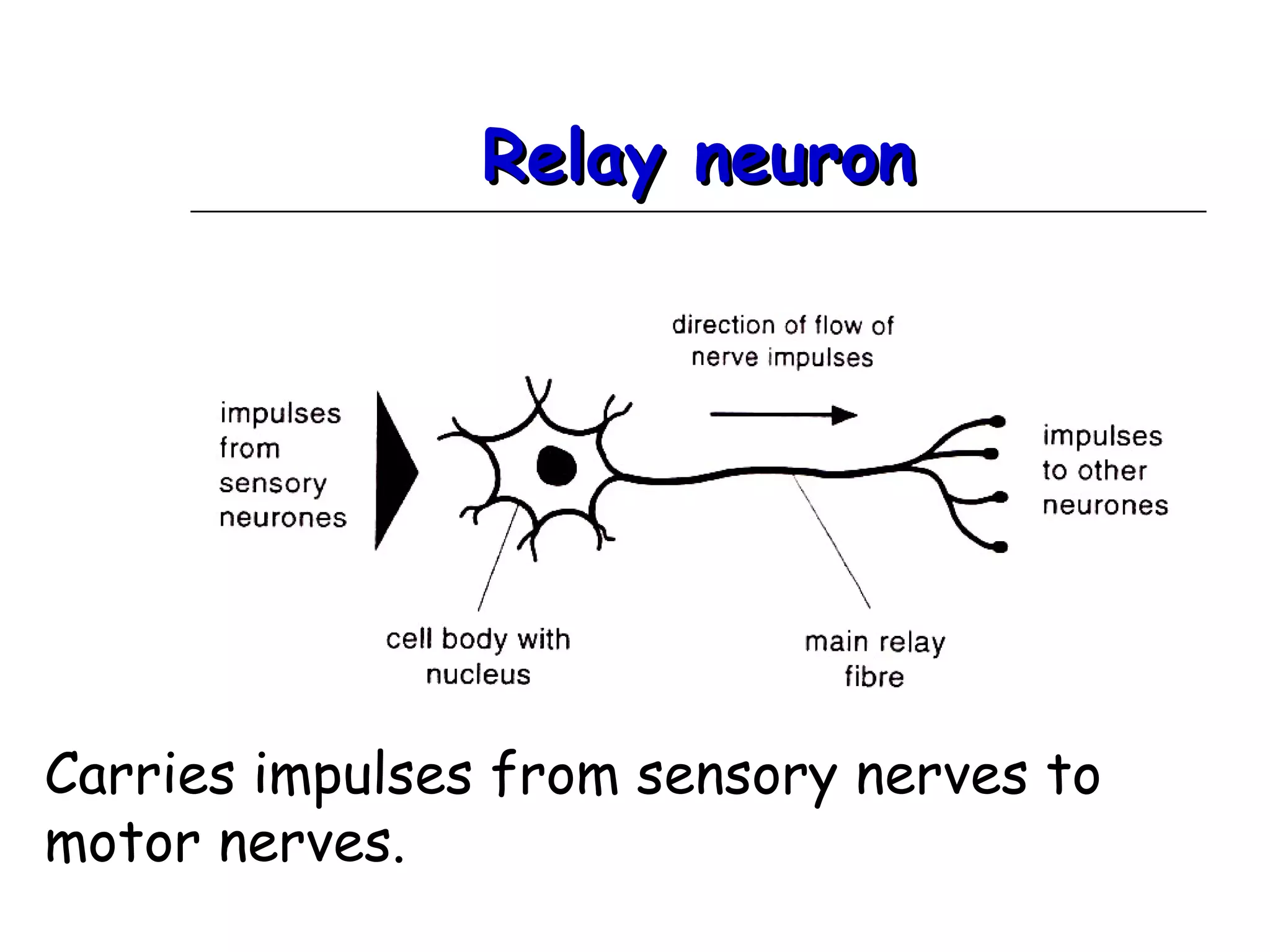 Relay neuronRelay neuron
Carries impulses from sensory nerves to
motor nerves.
 