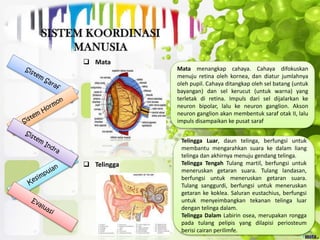  Mata
 Telingga
Mata menangkap cahaya. Cahaya difokuskan
menuju retina oleh kornea, dan diatur jumlahnya
oleh pupil. Cahaya ditangkap oleh sel batang (untuk
bayangan) dan sel kerucut (untuk warna) yang
terletak di retina. Impuls dari sel dijalarkan ke
neuron bipolar, lalu ke neuron ganglion. Akson
neuron ganglion akan membentuk saraf otak II, lalu
impuls disampaikan ke pusat saraf
Telingga Luar, daun telinga, berfungsi untuk
membantu mengarahkan suara ke dalam liang
telinga dan akhirnya menuju gendang telinga.
Telingga Tengah Tulang martil, berfungsi untuk
meneruskan getaran suara. Tulang landasan,
berfungsi untuk meneruskan getaran suara.
Tulang sanggurdi, berfungsi untuk meneruskan
getaran ke koklea. Saluran eustachius, berfungsi
untuk menyeimbangkan tekanan telinga luar
dengan telinga dalam.
Telingga Dalam Labirin osea, merupakan rongga
pada tulang pelipis yang dilapisi periosteum
berisi cairan perilimfe.
 