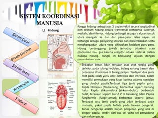  Hidung
Sebagian besar, lidah tersusun atas otot rangka yang
terlekat pada tulang hyoideus, tulang rahang bawah dan
processus styloideus di tulang pelipis. Terdapat dua jenis
otot pada lidah yaitu otot ekstrinsik dan intrinsik. Lidah
memiliki permukaan yang kasar karena adanya tonjolan
yang disebut papila.Terdapat tiga jenis papila yaitu:
Papila filiformis (fili=benang); berbentuk seperti benang
halus Papila sirkumvalata (sirkum=bulat); berbentuk
bulat, tersusun seperti huruf V di belakang lidah Papila
fungiformis (fungi=jamur); berbentuk seperti jamur.
Terdapat satu jenis papila yang tidak terdapat pada
manusia, yakni papila folliata pada hewan pengerat.
Tunas pengecap adalah bagian pengecap yang ada di
pinggir papila, terdiri dari dua sel yaitu sel penyokong
dan sel pengecap.
Rongga hidung terbagi atas 2 bagian yakni secara longitudinal
oleh septum hidung secara transversal olehkonka superior,
medialis, daninferior. Hidung berfungsi sebagai saluran untuk
udara mengalir ke dan dar iparu-paru. Jalan napas ini
berfungsi sebagai penyaring kotoran dan melembabkan serta
menghangatkan udara yang dihirupkan kedalam paru-paru.
Hidung bertanggung jawab terhadap olfaktori atau
penciuman bau gas karena reseptor olfaksi terletak dalam
mukosa hidung. Fungsi ini berkurang sejalan dengan
pertambahan usia.
 