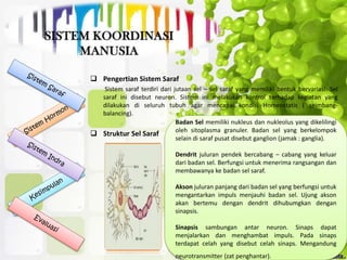  Pengertian Sistem Saraf
Sistem saraf terdiri dari jutaan sel – sel saraf yang memiliki bentuk bervariasi. Sel
saraf ini disebut neuron. Sistem ini melakukan kontrol terhadap kegiatan yang
dilakukan di seluruh tubuh agar mencapai kondisi Homeostatis ( seimbang-
balancing).
 Struktur Sel Saraf
Badan Sel memiliki nukleus dan nukleolus yang dikelilingi
oleh sitoplasma granuler. Badan sel yang berkelompok
selain di saraf pusat disebut ganglion (jamak : ganglia).
Dendrit juluran pendek bercabang – cabang yang keluar
dari badan sel. Berfungsi untuk menerima rangsangan dan
membawanya ke badan sel saraf.
Akson juluran panjang dari badan sel yang berfungsi untuk
mengantarkan impuls menjauhi badan sel. Ujung akson
akan bertemu dengan dendrit dihubumgkan dengan
sinapsis.
Sinapsis sambungan antar neuron. Sinaps dapat
menjalarkan dan menghambat impuls. Pada sinaps
terdapat celah yang disebut celah sinaps. Mengandung
neurotransmitter (zat penghantar).
 