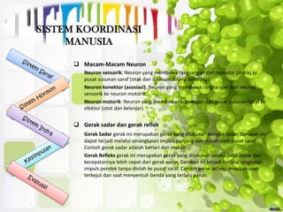  Macam-Macam Neuron
Neuron sensorik: Neuron yang membawa rangsangan dari reseptor (indra) ke
pusat susunan saraf (otak dan sumsum tulang belakang).
Neuron konektor (asosiasi): Neuron yang membawa rangsangan dari neuron
sensorik ke neuron motorik.
Neuron motorik: Neuron yang membawa rangsangan dari pusat susunan saraf ke
efektor (otot dan kelenjar).
 Gerak sadar dan gerak reflex
Gerak Sadar gerak ini merupakan gerak yang dilakukan dengan sadar. Gerakan ini
dapat terjadi melalui serangkaian impuls panjang dan diolah oleh pusat saraf.
Contoh gerak sadar adalah berlari dan makan.
Gerak Refleks gerak ini merupakan gerak yang dilakukan secara tidak sadar dan
kecepatannya lebih cepat dari gerak sadar. Gerakan ini terjadi melalui rangkaian
impuls pendek tanpa diolah ke pusat saraf. Contoh gerak refleks misalkan saat
terkejut dan saat menyentuh benda yang terlalu panas.
 