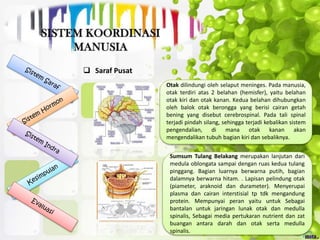  Saraf Pusat
Otak dilindungi oleh selaput meninges. Pada manusia,
otak terdiri atas 2 belahan (hemisfer), yaitu belahan
otak kiri dan otak kanan. Kedua belahan dihubungkan
oleh balok otak berongga yang berisi cairan getah
bening yang disebut cerebrospinal. Pada tali spinal
terjadi pindah silang, sehingga terjadi kebalikan sistem
pengendalian, di mana otak kanan akan
mengendalikan tubuh bagian kiri dan sebaliknya.
Sumsum Tulang Belakang merupakan lanjutan dari
medula oblongata sampai dengan ruas kedua tulang
pinggang. Bagian luarnya berwarna putih, bagian
dalamnya berwarna hitam. . Lapisan pelindung otak
(piameter, araknoid dan durameter). Menyerupai
plasma dan cairan interstisial tp tdk mengandung
protein. Mempunyai peran yaitu untuk Sebagai
bantalan untuk jaringan lunak otak dan medulla
spinalis, Sebagai media pertukaran nutrient dan zat
buangan antara darah dan otak serta medulla
spinalis.
 