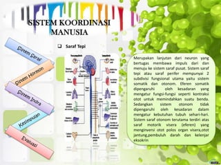  Saraf Tepi
Merupakan lanjutan dari neuron yang
bertugas membawa impuls dari dan
menuju ke sistem saraf pusat. Sistem saraf
tepi atau saraf perifer mempunyai 2
subdivisi fungsional utama yaitu sistem
somatik dan otonom. Eferen somatik
dipengaruhi oleh kesadaran yang
mengatur fungsi-fungsi seperti kontraksi
otot untuk memindahkan suatu benda.
Sedangkan sistem otonom tidak
dipengaruhi oleh kesadaran dalam
mengatur kebutuhan tubuh sehari-hari.
Sistem saraf otonom terutama terdiri atas
saraf motorik visera (eferen) yang
menginversi otot polos organ visera,otot
jantung,pembuluh darah dan kelenjar
eksokrin
 